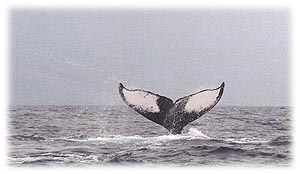 Whale Tail - ©Jill Taylor